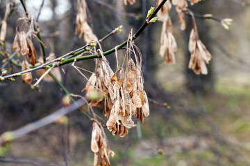 old maple seeds