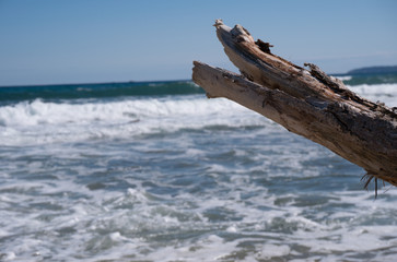Baumstamm am Meer