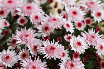 Beautiful pink chrysanthemum as background picture