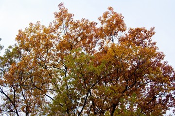 autumn, track, tree, leaves, walk