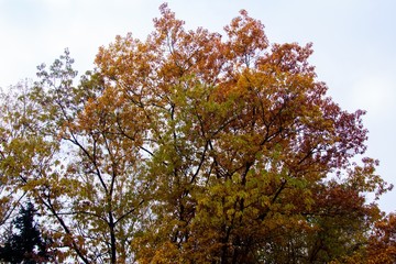 autumn, track, tree, leaves, walk