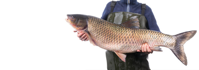 Fisherman holds a 14 kilogram white grass carp caught in a river isolated on a white