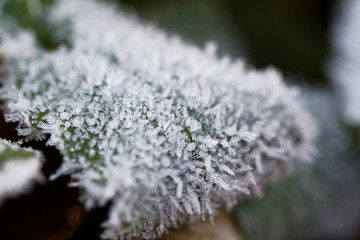 Autumn leaf on a branch in frost needles.
