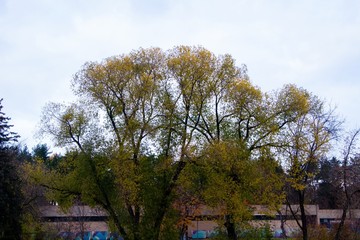 autumn, track, tree, leaves, walk