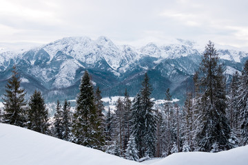 Fototapeta premium landscape mountains forest and snow