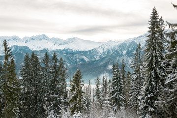 landscape mountains forest and snow