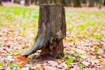 autumn, track, tree, leaves, walk