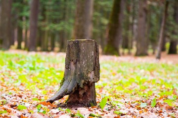 autumn, track, tree, leaves, walk