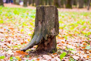 autumn, track, tree, leaves, walk