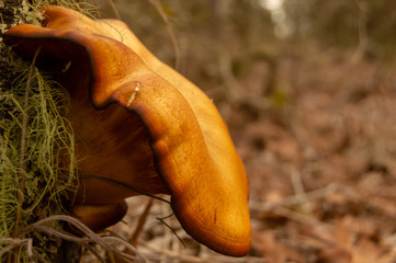 Amazing Cantharellus Cibarius
