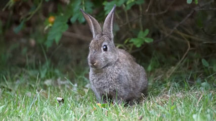 View of a wild rabbit on the grass
