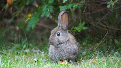 View of a wild rabbit on the grass with an apple as feed