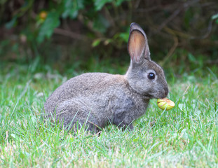 View of a wild rabbit on the grass with an apple as feed
