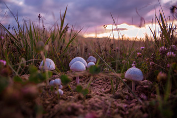 mushrooms in the grass