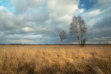 Tall dry grass in the meadow, birch trees and dynamic clouds on the sky