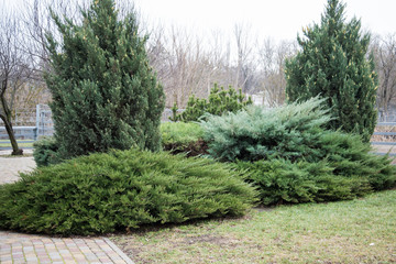Coniferous in arboretum park landscape design. Spruce fir tree, pine, cypress, pine needles in arboretum for landscape design.