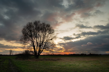 Fototapeta na wymiar A large tree without leaves and clouds in the sky after sunset