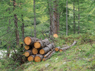 Val D`Aosta the Valley of Bionaz between the great mountains and the streams and the typical alpine vegetation, walk in the woods, tree trunks stacked