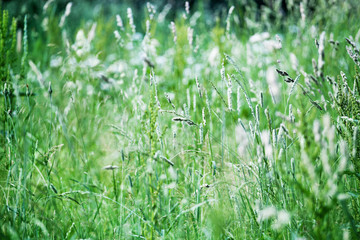 Fresh green grass field on blurred background close up, young ears on meadow soft focus macro, beautiful summer lawn, spring season nature landscape, natural herbal backdrop, wild green grass texture