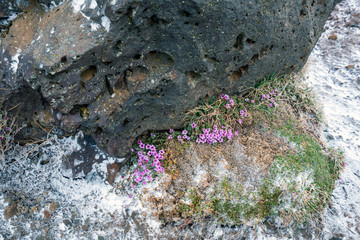 Closeup of Silene acaulis/moss campion pink flowers next to a volcanic rock in the harsh icelandic...
