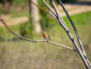 European robin is sitting on a tree with beak open-singing.