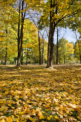 yellowed trees