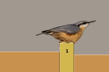 Kleiber der Sieger. Vogelportrait Nr.5