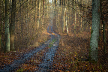 Obraz premium Road in a brown forest and fallen leaves, autumn view