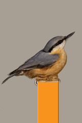 Kleiber. Vogelportrait Nr.3