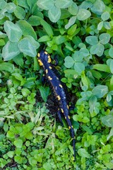 Salamandra dalle macchie gialle
