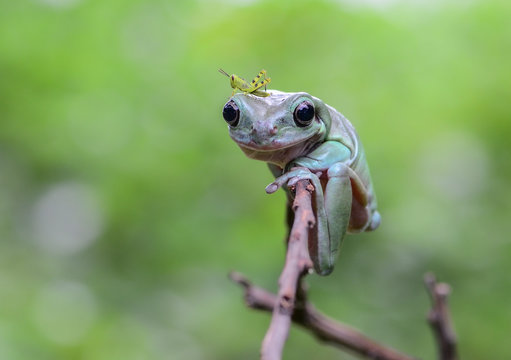 frog on the leaf