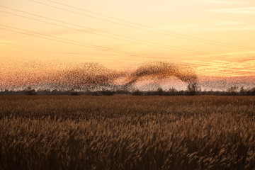 The common starling (Sturnus vulgaris) flying in big groups on sunset, spain, catalonia, Castell&oacute; d'empuries