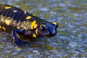 Salamandra dalle macchie gialle