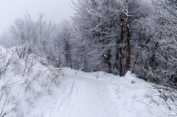 Obraz premium Zimowy las Bieszczady połonina wetlińska mgła