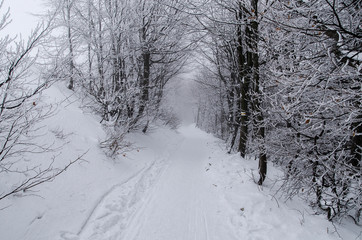 Fototapeta premium Zimowy las Bieszczady połonina wetlińska mgła