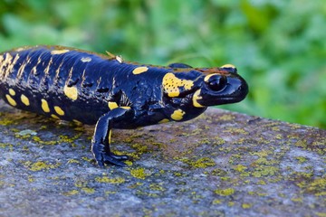 Salamandra dalle macchie gialle