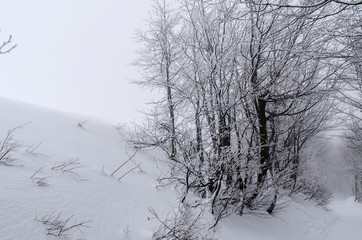 ośnieżony las bieszczady