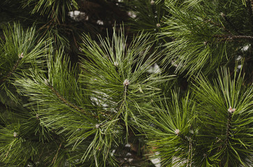 branches with needles of green spruce closeup