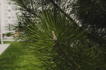 Obraz premium a large branch with green spruce needles