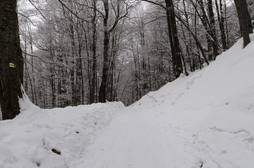 Bieszczady las zima 