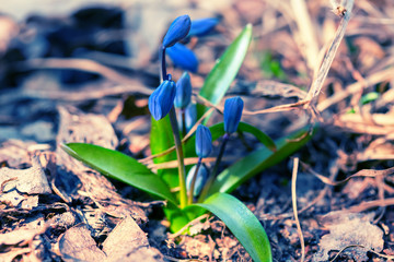 closeup beautiful blue spring snowdrop flowers in a forest, spring outdoor background, Galanthus