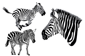 Fototapeta na wymiar Graphical set of zebras isolated on white background, jpg illustration