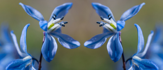 Fototapeta premium closeup beautiful blue spring snowdrop flowers in a forest, spring outdoor background, Galanthus