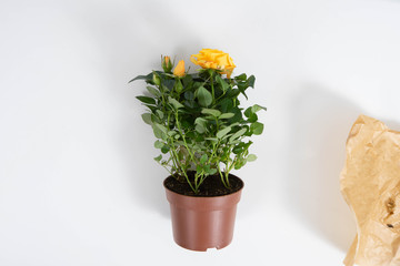 Close-up of yellow rose in the pot. View from above.
