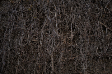 Dry branches of creeper bush. Image of gray dead trees.