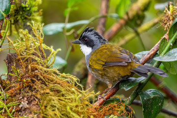 Stripe-headed Brush-finch - Arremon torquatus, beautiful colored finch from eastern Andean slopes, Guango lodge, Ecuador.