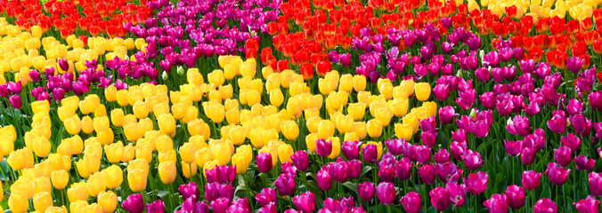 Fototapeta na wymiar Beautiful colorful tulips in spring garden. Flowers tulip blossom, floral banner or panorama for a floristry shop background.