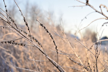 Icy blades of grass in the sun