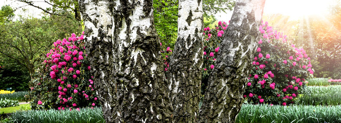 Old birch tree in sunny backlight wide banner or panorama. Bark detail and flowers background.