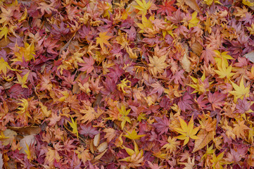  Maple leaf on nature background.